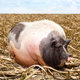 Illustration for article titled Iowa Crops Devastated After Big Fat Mama Hog Goes On Tear Through Cornfield